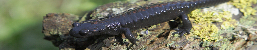 Alpensalamander