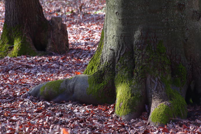 Wald_103